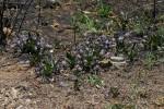 Image result for Ledebouria Unidentified sp. no6.