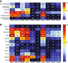 Image result for Blue 1999 AAV