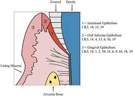 Which statement about animal cell junctions is not true. Frontiers Oral Mucosal Epithelial Cells Immunology