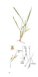 Image result for Loudetia kagerensis