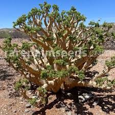 Image result for Cyphostemma tenuissimum