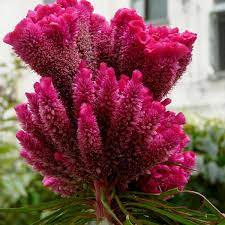 Pink Pteris Cockscomb Celosia Seeds Flower Seeds Blooming Plants Unusual Flowers