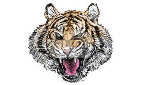 Tigerkopf Hand Zeichnen Und Farbe Auf Weissem Hintergrund Leinwandbilder Bilder Bengal Tiger Jager Tiger Myloview De