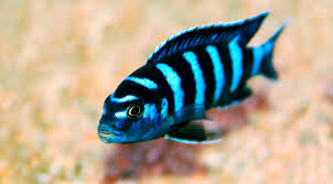 Demasoni African Mbuna Cichlid Highly Aggressive Despite