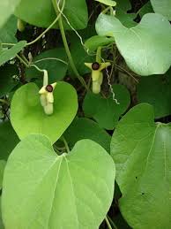 Image result for Aristolochia hockii