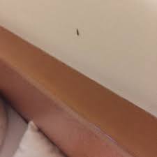 Ich wach auf und denk, das muß mein glückstag / sein / guck aus dem fenster. Silberfischchen Im Zimmer Und Im Bett Eine Katastrophe Picture Of Schmelmer Hof Hotel Resort Bad Aibling Tripadvisor