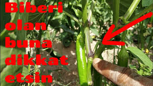 Biber Yetistiriciligi Biberde Budama Islemi Nasil Yapilir Biber Ekimi Bakimi Ve Yetistiriciligi Youtube Bahce Bitki Saksi Bahceciligi