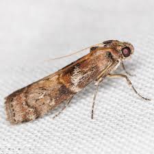 Image result for Stigmella roborella