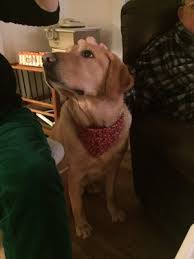 Check out our natural pet supplies selection for the very best in unique or custom, handmade pieces from our shops. Cascadia Natural Pet Supply 18 Reviews Pet Stores 4512 Main Street Vancouver Bc Phone Number Yelp