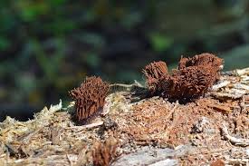 Image result for Stemonitis splendens