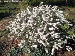 Image result for Eriocephalus racemosus