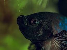Betta Fish Sometimes Pluto Just Derps And Grabs A Plant By The Root Betta Betta Fish Fish
