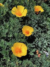 Image result for Eschscholzia