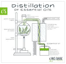 Making Essential Oils Distillation Cold Press Extraction And Solvent Extraction Making Essential Oils Distillation Essential Oils