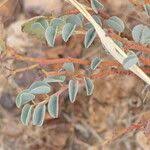 Image result for Adenolobus pechuelii