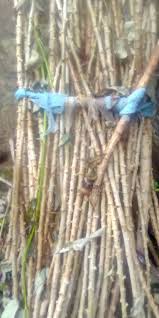 Hello farmers it's another beautiful season of farming and planting I have  many cassava stem for sale in IFON Ondo state Nigeria it's @900# per  bundles of cassava stem, it's 6/7 months