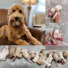 Jun 05, 2021 · also, be sure to check the dog breeder listings in our dog breeder directory, which feature upcoming dog litter announcements and current puppies for sale for that dog breeder. Pin On Raleigh Area Goldendoodle Puppies