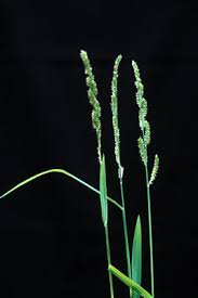 Image result for Carex echinochloe