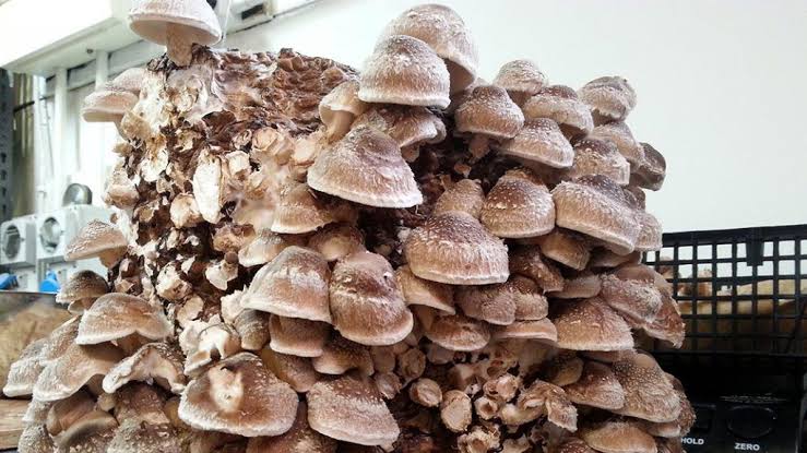 Image result for shittake mushroom growing