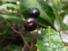 Image result for Rauvolfia vomitoria