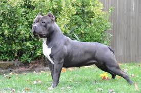 The american bully is a recently formed companion dog breed, originally recognized in 2004 by the american bully kennel club (abkc) and followed by the european bully kennel club (ebkc) in 2008. American Bully Rassebeschreibung Charakter Temperament