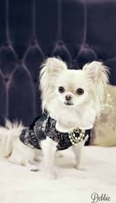 Fifi At Ebony Ivory Cottage Debbie Cute Animals Baby Animals Beautiful Dogs