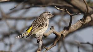 Ciri fisik pertama yaitu dari ukuran kepala. Blackthroat Penangkaran Dan Beberapa Permasalahannya Om Kicau