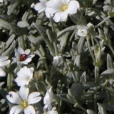 Image result for Cullen tomentosum