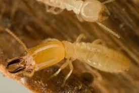Always remember, for the best elk grove, citrus heights and sacramento exterminators, for rat control, ant control, and all other pest control, don't hesitate to call us today! Best Price Pest Control Elk Grove Ca 916 681 7700