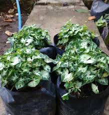 Jual bibit jahe merah di pangkal pinang kepulauan bangka belitung. Jual Jual 6 Bibit Bunga Keladi Mini Tanaman Hias Murah Di Lapak Aneka Bibit Shop Bukalapak