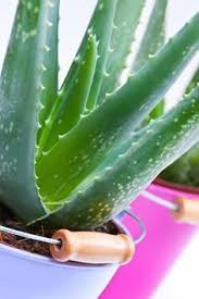 Pflanzen online bei coop bau+hobby kaufen. 18 Aloe Vera Ideen Aloe Vera Pflanze Aloe Vera Aloe Vera Pflanze Pflege