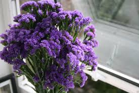 Image result for Limonium sinuatum
