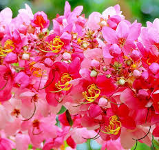 Image result for Cassia javanica