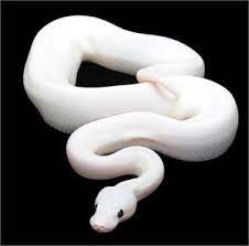 Pythonregius Com Constrictors Unlimited Python Regius Pretty Snakes Pet Snake