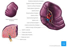The spleen is a small organ, typically located on the left side of the body, behind the ribcage and it is the largest organ in the body's lymphatic system, which is responsible for promoting immune function. Spleen Histology Location Functions Structure Kenhub