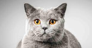 Do I Have A Down Syndrome Cat These Are The Signs And Symptoms