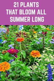 Shasta daisy will bloom all summer long. 21 Plants That Bloom All Summer Long Plants Summer Plants Flower Garden
