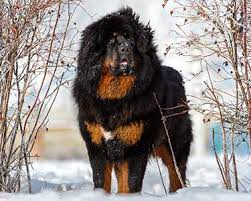 Tibetan mastiff information including personality, history, grooming, pictures, videos, and the akc breed standard. Tibetan Mastiff Dog Breeds Purina Australia