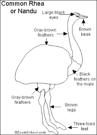 Large Grey Bird With White Ring Around Neck Rhea Bird Bird Image Http Www Petandanimals Com Rhea Bird Bird Image 9 Rhea Bird Brown And Grey Brown Legs