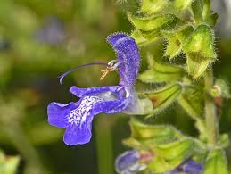 Image result for Lamiaceae
