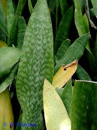 Image result for Sansevieria hyacinthoides