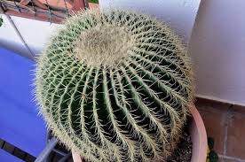 ¿cuánto tardan en germinar las semillas de cactus? Asiento De La Suegra O Cactus Erizo Echinocactus Grusonii