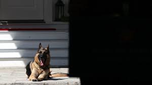 I will feel real bad about bidens stinking dead dog. Qzjnb0q2ieslzm