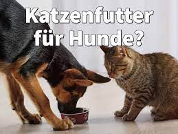 Katzenfutter Fur Hunde Schadlich Durfen Hunde Es Fressen