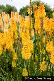 Image result for Kniphofia grantii