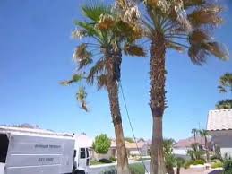 Tall trees, typically 60 feet to 80 feet tall, may start at $500 or cost more than $1,000 to cut down. Large Palm Tree Removal Affordable Tree Service Las Vegas Nv Youtube
