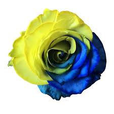 5 out of 5 stars. Blue Yellow Tinted Roses