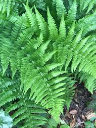 Image result for Dryopteris