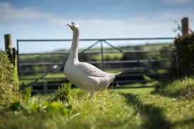 Meet Drop Cloth Farrow Ball S Favourite Goose Kleuren Interieur