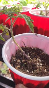 Image result for tomato seedling damping off